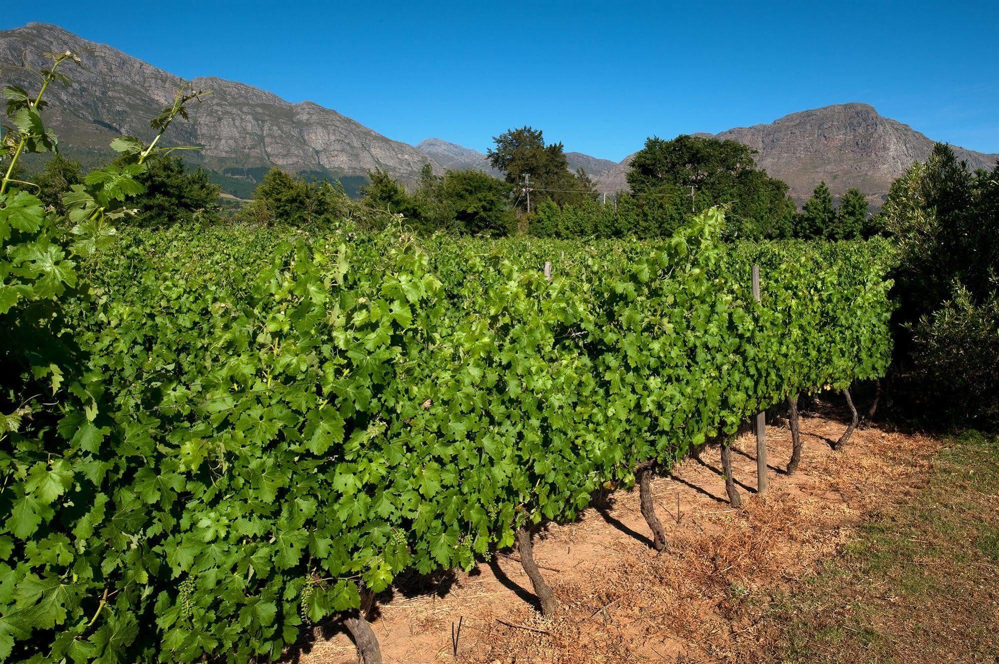 La Galiniere Guest Cottages Franschhoek Exterior foto